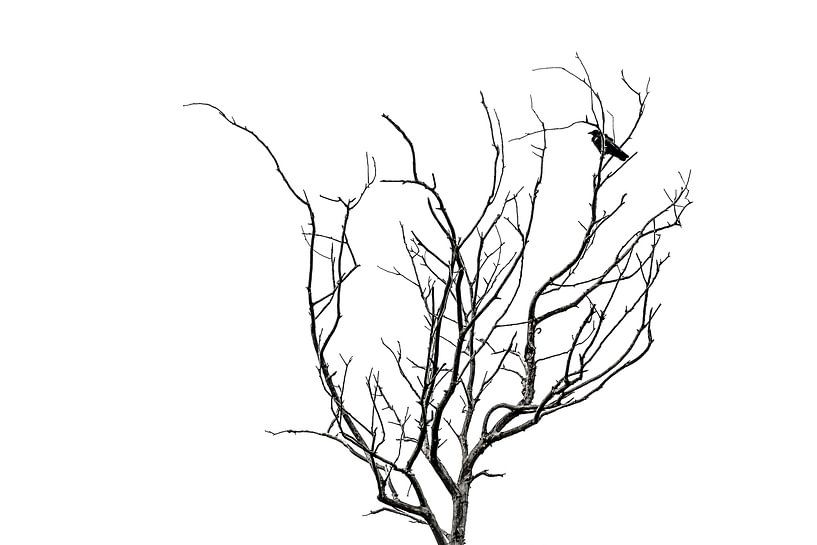 Stade final de la démence par Cho Tang