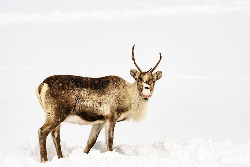 Rentier beim Grasen im Schnee im Winter in Nordnorwegen von Sjoerd van der Wal Fotografie
