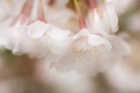 Ochtenddauw in de lente