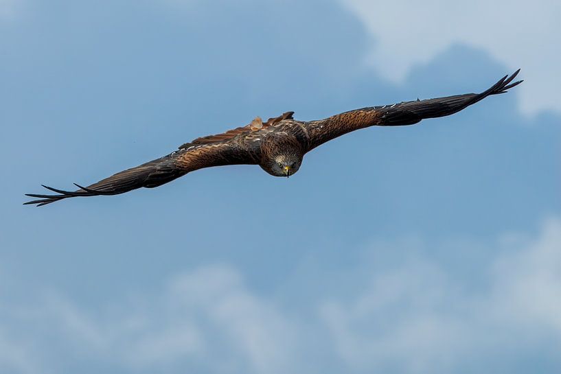 Cerf-volant rouge en vol par Rando Kromkamp Natuurfotograaf