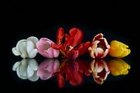 Tulpenstrauß mit Reflexion 1