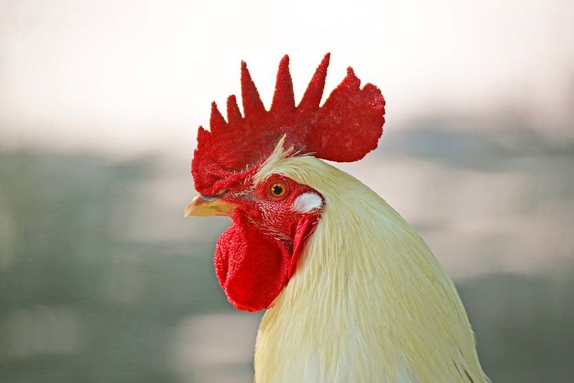 Coq blanc avec peigne rouge par Udo Herrmann