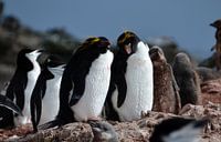 Verliefde Macaronipinguïns