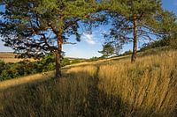 Biesberg in der Eifel
