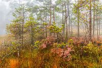 L'automne dans la forêt marécageuse