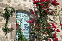 Griechisches Haus mit rosa Bougainvillea