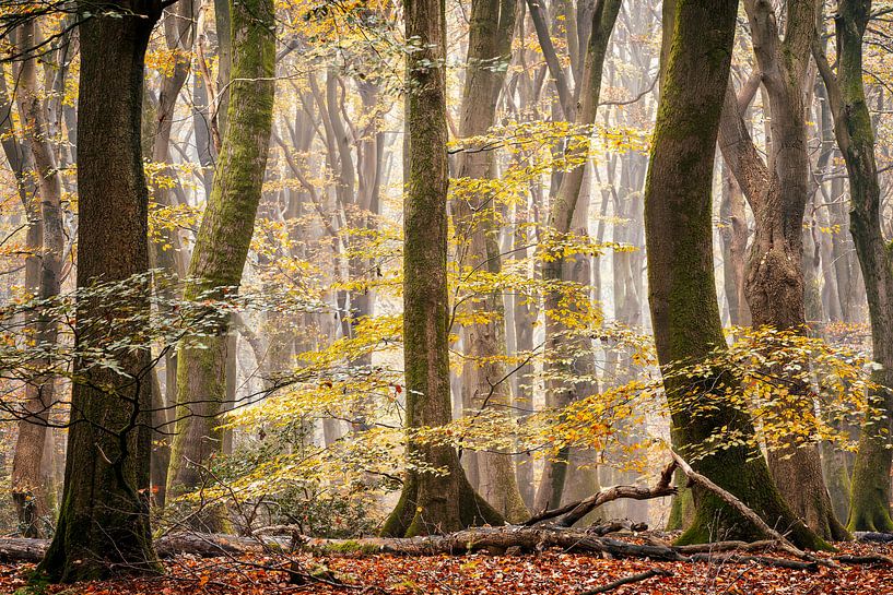 Ich tanze, wenn niemand hinsieht von Lars van de Goor