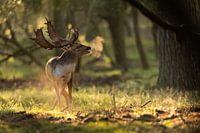 Damhirsch während der Brunftzeit