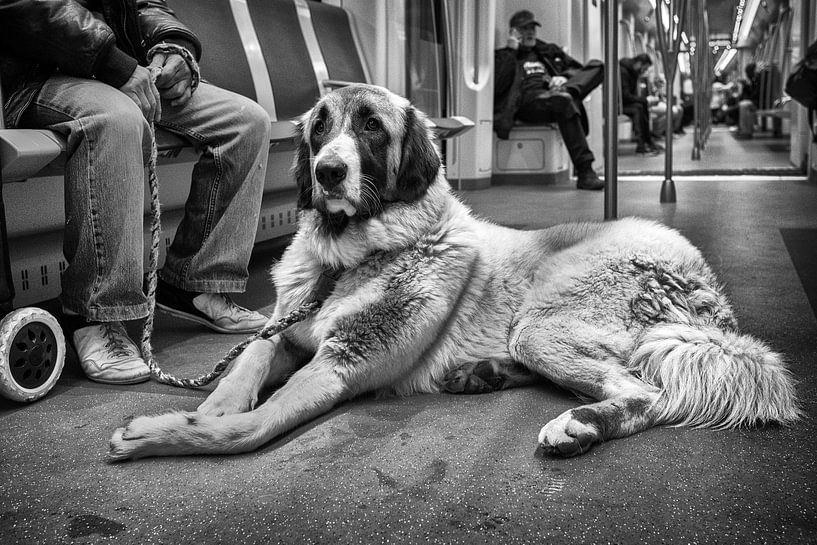 Anatolische herder in metro by Gerard Til /  Dutchstreetphoto
