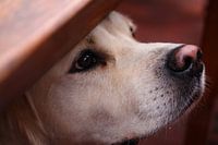 Bekomme ich auch etwas vom Tisch ab? Golden Retriever beim Betteln.