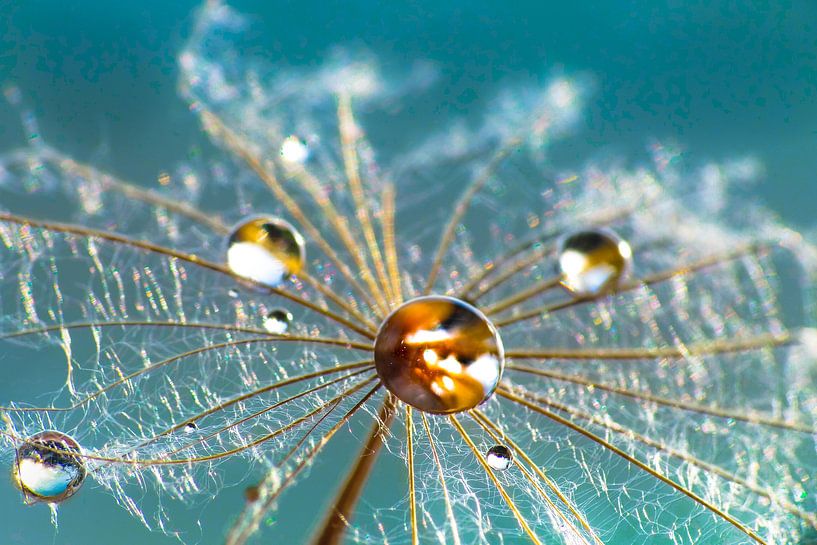 Pissenlit rosée du matin par Julia Delgado