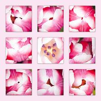 close up bouquet tulip