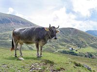 Auf der Alm, da gibt´s koi Sünd!
