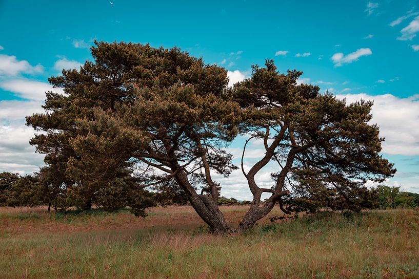 Un arbre isolé dans le sable de Mayence par Tim Zentgraf