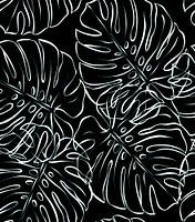 Black and white Monsteras