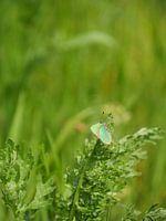 Green butterfly in green landscape
