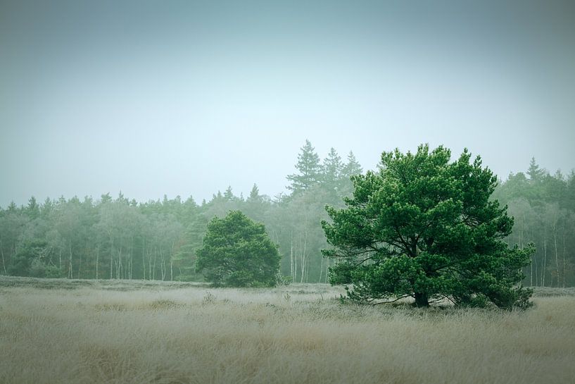 Tree I van Rogier Kwikkers