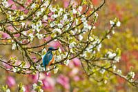 Ijsvogel in bloesem