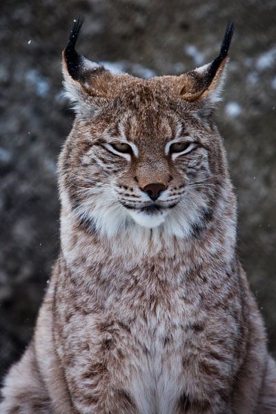 Schnauze einer wilden Waldkatze Luchs in Nahaufnahme - Porträt, Ohren mit Quasten. eigenständiger Bl von Michael Semenov