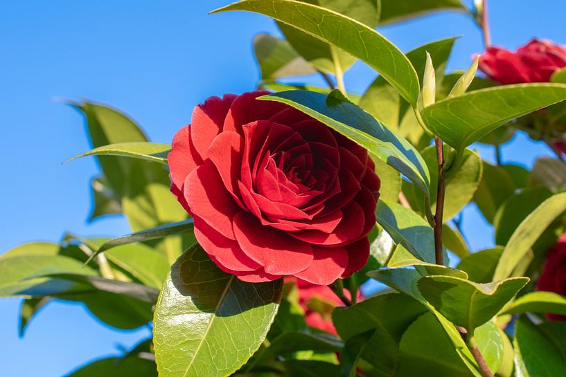 red blossom by Martin Haunhorst
