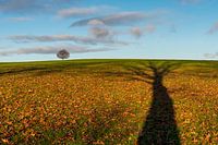 Tall trees catch a lot of sun