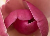 Die innere Tulpe in mir