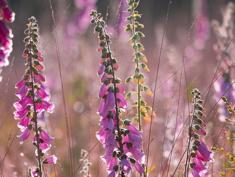 pink dreams by Elvira Werkman