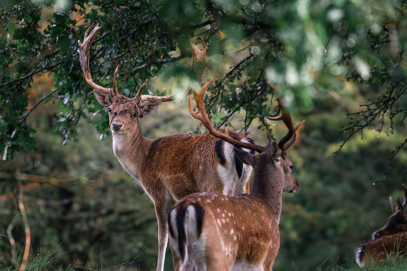 Daims avec des bois saignants alors qu'ils le fouillent juste avant le rut. par Jolanda Aalbers