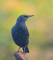 De glans van de spreeuw