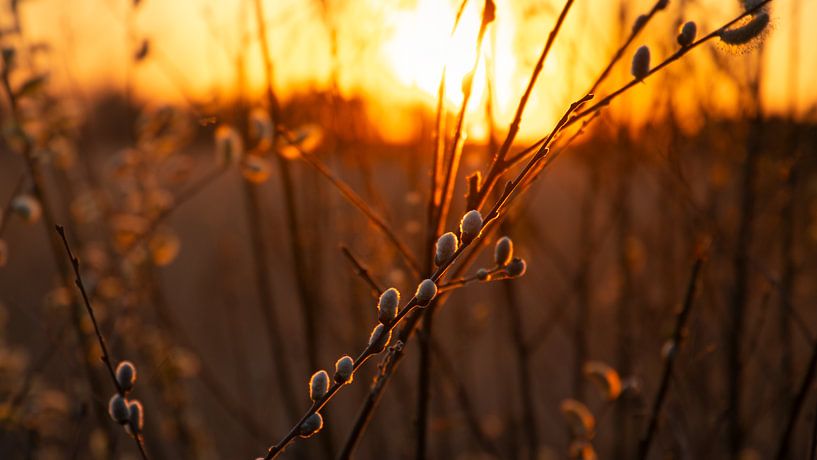 Frühlingsverheißung bei Sonnenuntergang in der Kalmthoutse Heide von Captured Created by Cathleen