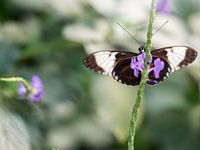 schöner Schmetterling auf purpurroter Blume.