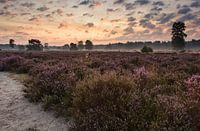 Der Morgen ist angebrochen II