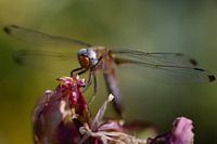 Libelle auf Blume