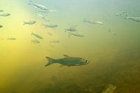 Roofblei chasse les petits poissons