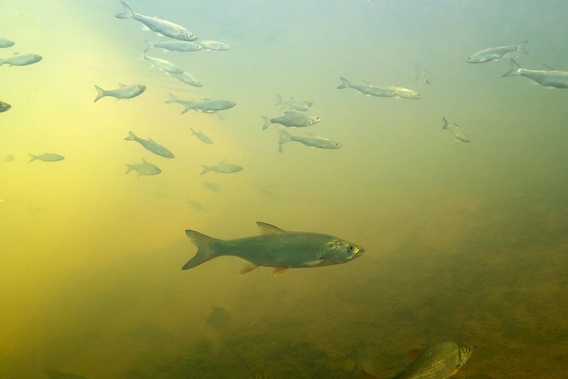 Roofblei chasse les petits poissons par Arthur de Bruin