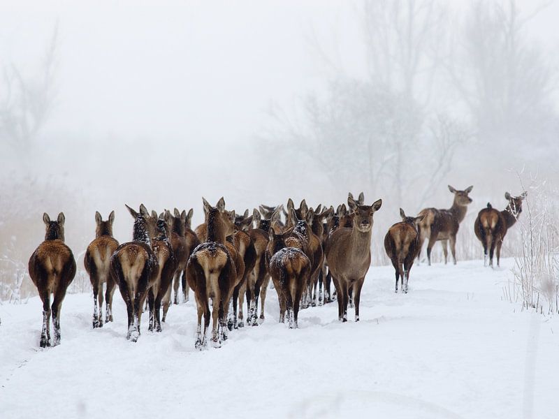 Rotwild im Schnee von René Vos