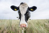 Terschelling Boschplaat nature grazers cows