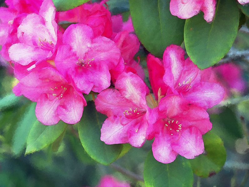 Rhododendron 10 von Edgar Schermaul