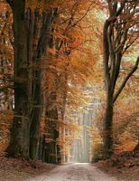 Speulderbos in Herbstfarben