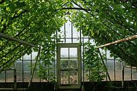 Old glasshouse with grapes in Westland area.