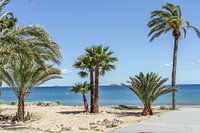 Under the palms on Ibiza beach