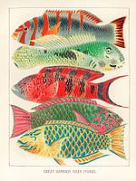 Fische des Großen Barriereriffs