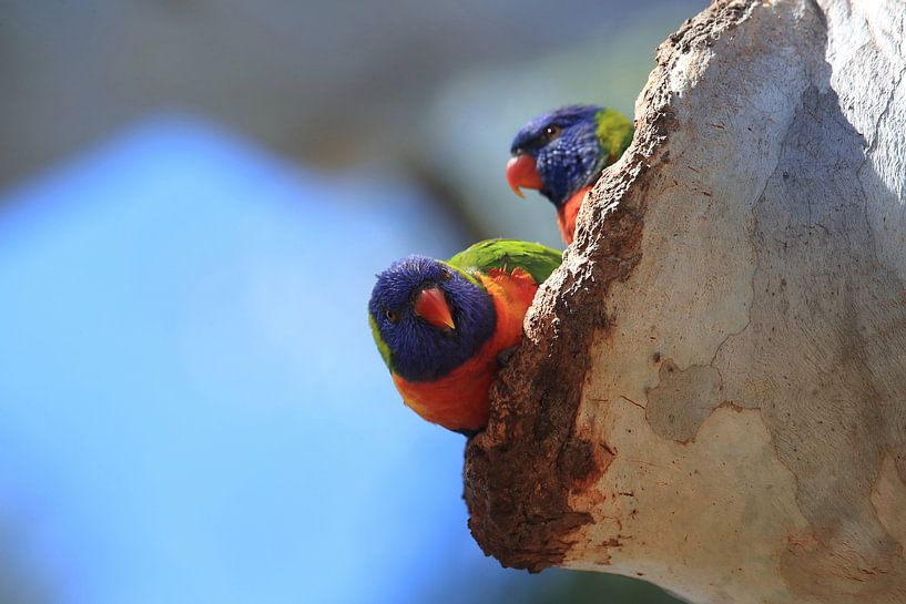 Rainbow Lorikeet, Queensland, Australia von Frank Fichtmüller