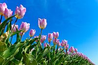 Rosa mit weißen Tulpen