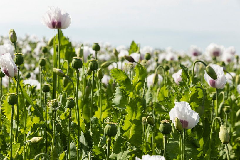 Green &amp; white by Tienke Huisman