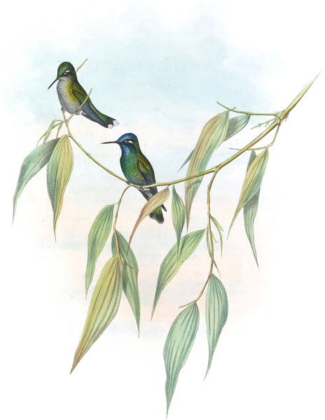 Guimet's Flutterer, John Gould par Hummingbirds