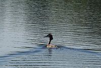 Grèbe (oiseau d'eau)