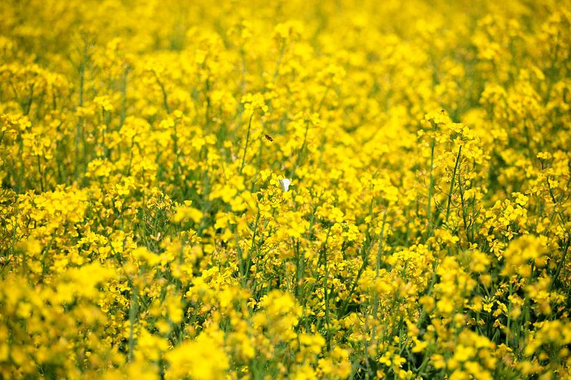 Raps von Thomas Jäger