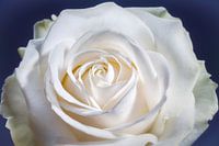 Rose blanche avec un cœur au centre