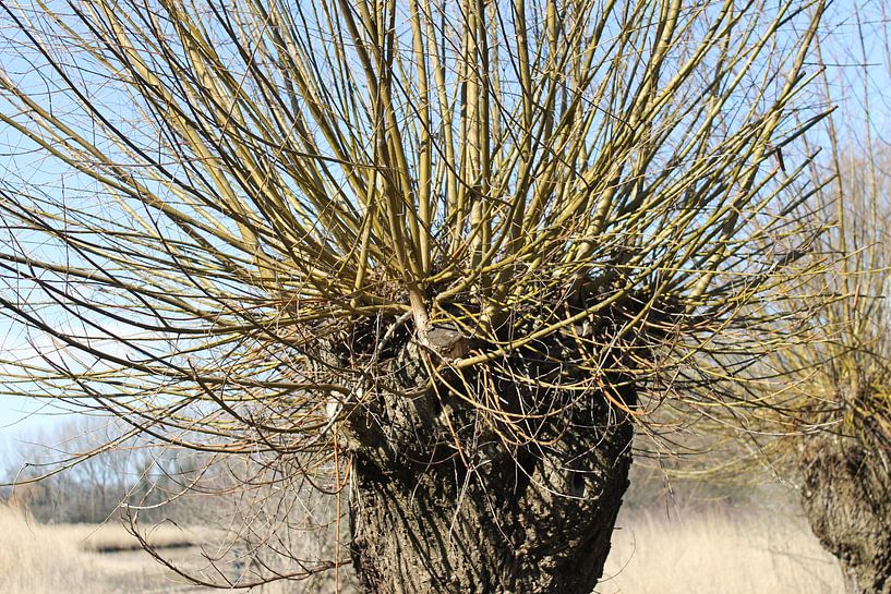 kroon von Sedat Bice